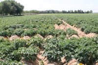 20200412_Trial_Sevilla